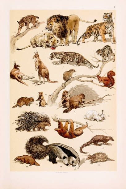 Vintage Zoological illustration: Lion and Lioness, Tiger, Leopard, Wild Cat, Lynx, Opossum, Kangaroos, Squirrel, Marmot, Prairie Dog, Beavers, Porcupine, Alpine Hare, Sloth,  Armadillo, Great Anteater, Pangolin, Duck Mole.