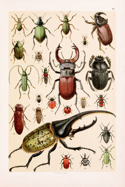 Beetles. Vintage animal illustration. Natural History. Zoological Chart. Ca1890 Vintage Beetles illustration: Green Tiger Beetle, Gold Beetle, Bombardier Beetle, Red Rove Beetle, Bacon Beetle, Museum Beetle, Stag Beetle, Sacred Beetle, Rhinoceros Beetle, Hercules Beetle, Rose-chafer, Click Beetle, Cucujo,  Glowworm, Trichodes apiarius, Blue Oil Beetle, Blistering Beetle, Apple Weevil, Musk Beetle, Poplar Beetle, Lily Beetle, Common Ladybird hercules beetle stock illustrations