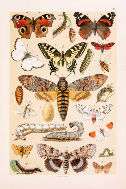 istock Butterflies. Vintage butterfly illustration. Natural History. Zoological Chart. Ca1890 1651041220
