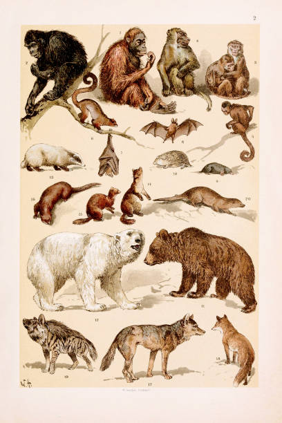 stockillustraties, clipart, cartoons en iconen met vintage animal illustration. natural history. zoological chart. ca1890 - zoölogie