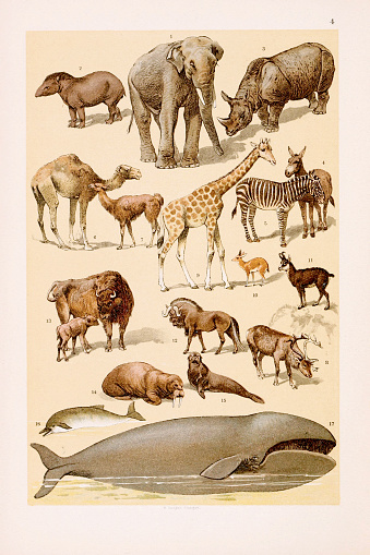 Vintage Zoological illustration: Elephant, Tapir, Rhinoceros, Wild Ass, Zebra, Dromedary, Llama, Reindeer, Giraffe. , Duikerbok, hamois, Gnu, Bison, Walrus, Seal, Dolphin, W'hale.