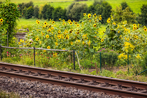 Blooming sunflowers isolated in a field next to a railroad track in rural Bavaria, Germany