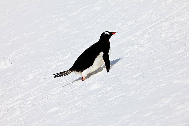 istock Gentoo Penguin on all fours 165104951