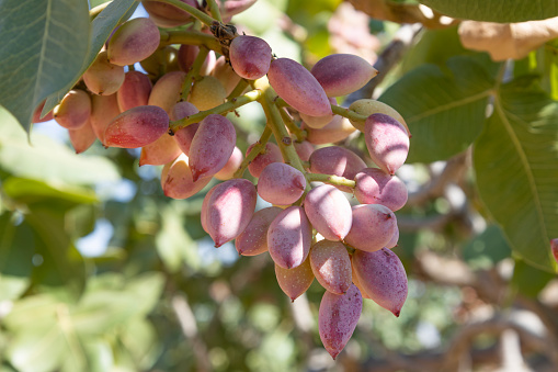 Pistachios grow on the tree in pistachio garden, Gaziantep, Turkey
