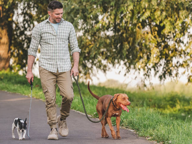 istock Charming dog, pretty little puppy and attractive man 1651069936