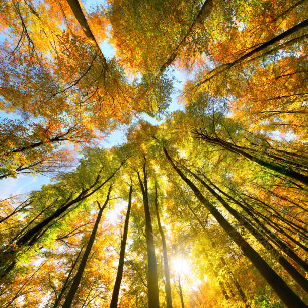 istock Autumn scenery with a canopy of tall trees 1651069983