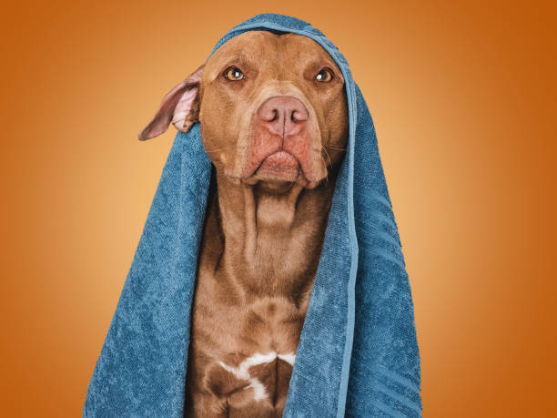 istock Cute brown dog and blue towel. Close-up 1651071042