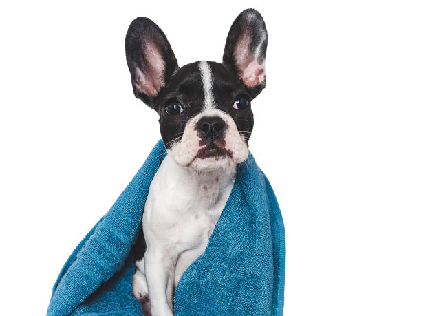 Cute brown puppy and blue towel. Close-up