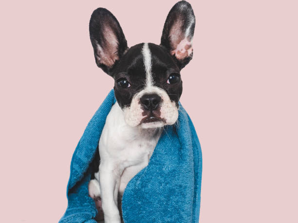 istock Cute brown puppy and blue towel. Close-up 1651074726