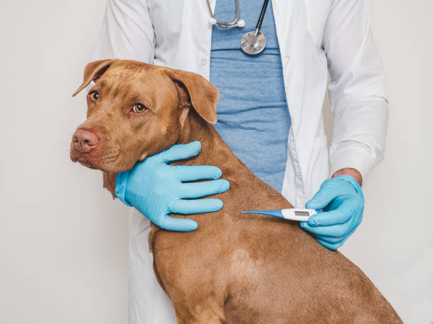 istock Cute dog, veterinarian and electronic thermometer. Close-up 1651076812