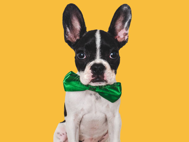 istock Cute puppy and bright bow tie. Close-up, indoors 1651077842