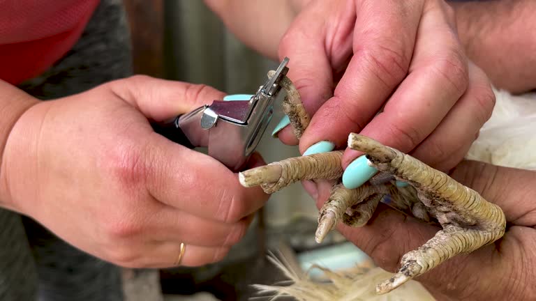 Close-up of nail clipping of a broiler chicken.