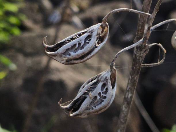 istock Tiger nail plant seeds ( Martynia annua) 1651092124