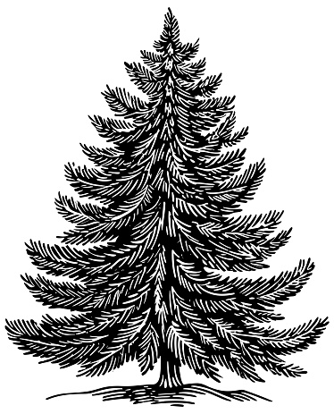 Woodcut style illustration of a fir tree.