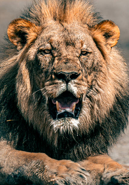Roaring - Tight portrait of a lion roaring at Serengeti National Park - Tanzania