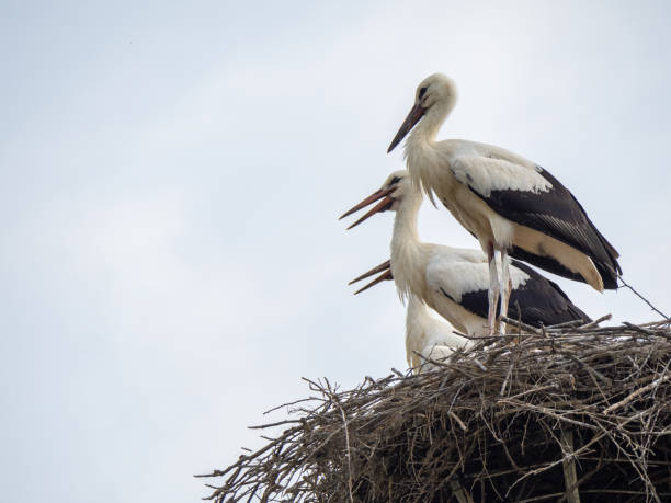 istock Storck chicks waiting in the nest 1651121918