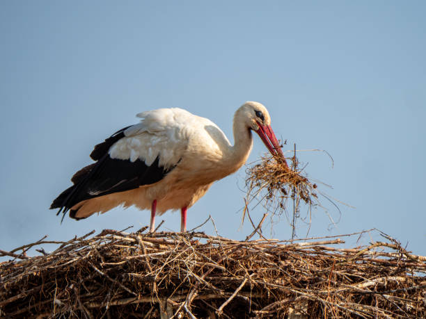 istock Stork repairing the nest 1651121953