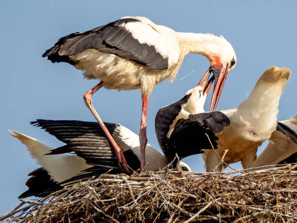 istock Storck bringing food to their chicks 1651122496