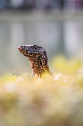 Monitor lizard, Lumphini Park, Bangkok, Thailand