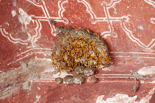 Indian bees in hive on ancient wall corner of Taj Mahal landmark, big yellow honeybees on honeycomb cells, many wild bees in hive on red building wall, apis dorsata