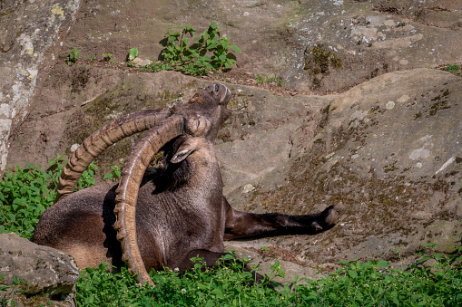 Portrait of a goat. Alpine ibex. Capra ibex closing eyes. One male bouquetin resting.