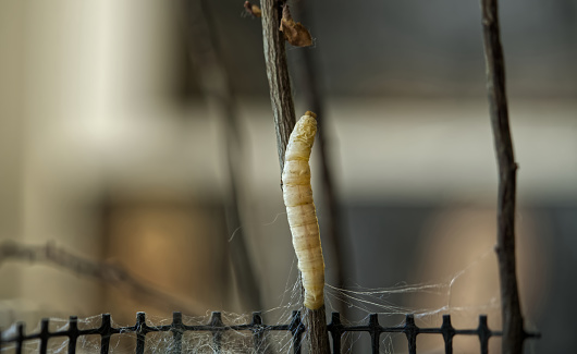 Silkworm, bombyx mori, moving