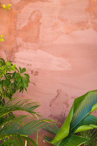 Banana plant and palm tree against pink wall