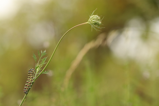 A swallowtail Butterfly caterpillar on a daucus carota flower in Summer at sunset