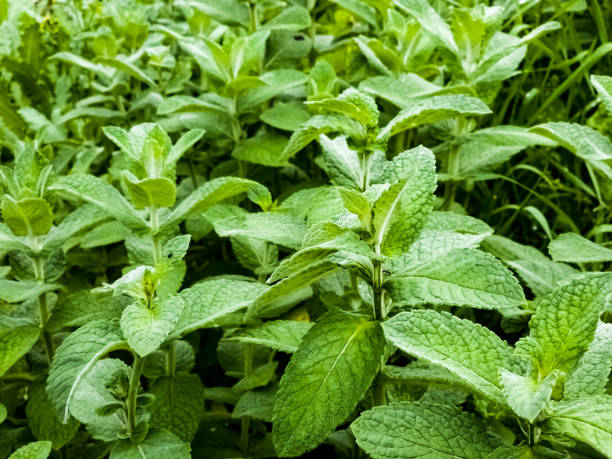 miętowe zbliżenie w ogrodzie. mięta jabłkowa lub mentha suaveolens lub mięta puszysta to rośliny ziołowe bogate w korzyści zdrowotne. - peppermint pineapple mint pineapple mint zdjęcia i obrazy z banku zdjęć