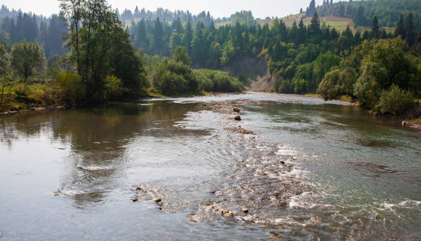 istock forest landscape with a small river in the thick of the forest 1651204375