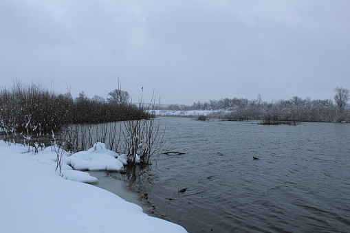 winter landscape. River lake without ice swamp plants neg. winter entertainment. Plants in the snow.