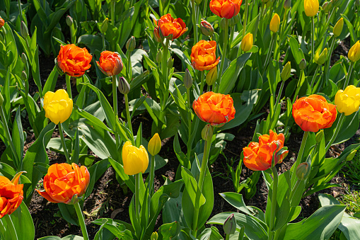 Red Yellow Tulips Outdoor, Spring Tulipa Flowers, Green Scarlet Flowerbed, Color Tulip Petals and Buds