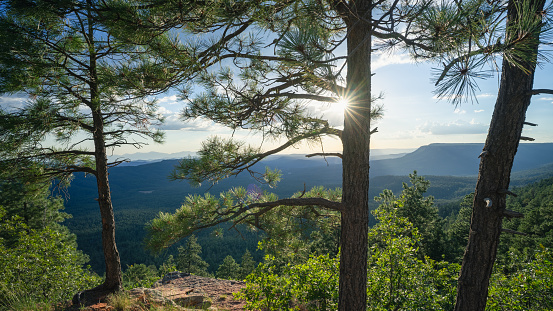 The setting sun illuminates dense pine forest on a scenic overlook along the Mogollon Rim in Tonto National Forest