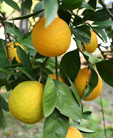 lemon trees with ripe yellow lemons in citrus orchard. beautiful nature background. fruits growing in the Mediterranean. Mediterranean fruit plants and trees, citrus crops