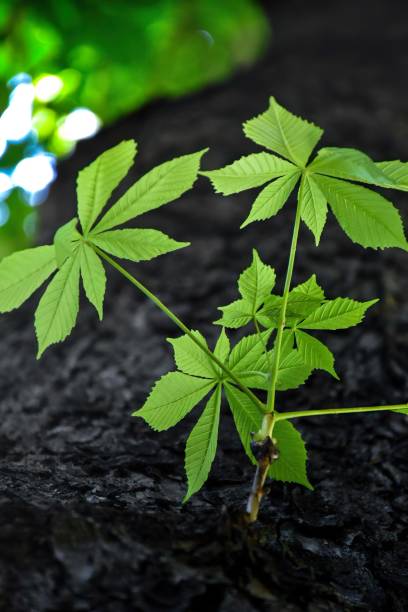 istock Green leaves on the tree trunk 1651226123