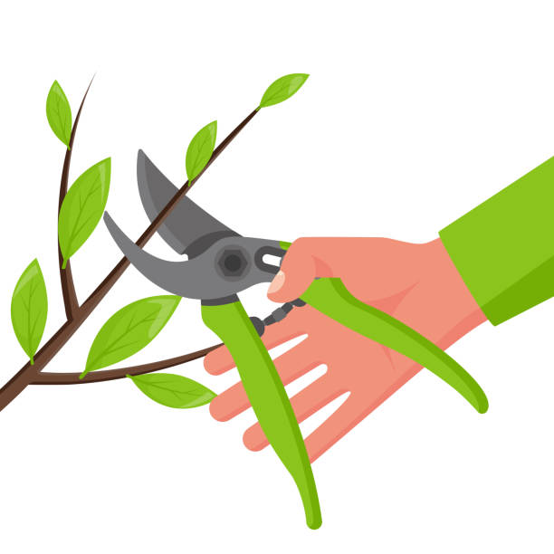 Hand holding opened secateurs isolated on white background. Hand holding opened secateurs isolated on white background. Gardener pruning bush branches in garden. Scissors for trimming branches. Vector illustration flat design. pruning shears stock illustrations