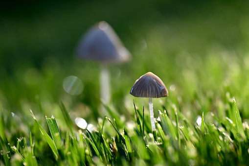 Close-up of two small white mushrooms on green lawn with sunlight on summer morning