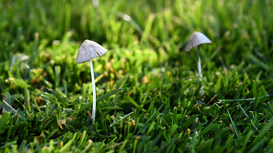 Close-up of two small white mushrooms on green lawn with sunlight on summer morning in widescreen format