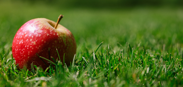 ripe apple on green grass