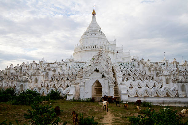 istock goats in front of white pagoda, mingun, myanmar 165124163