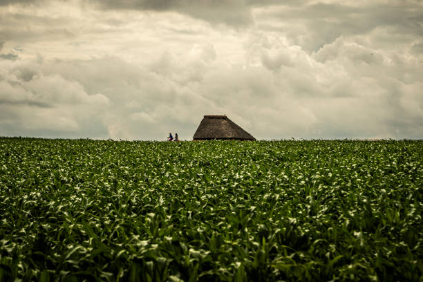 texel farm in a landscape with bicycles