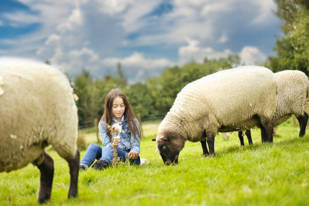 istock Brunette sitting in a field feeding a sheep 1651262470