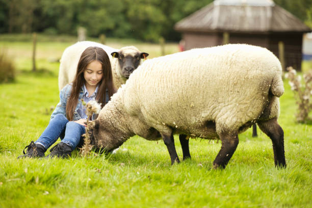 istock Brunette sitting in a field feeding a sheep 1651263512