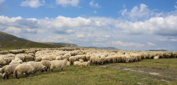 istock Many sheep in a mountain landscape. 1651264036