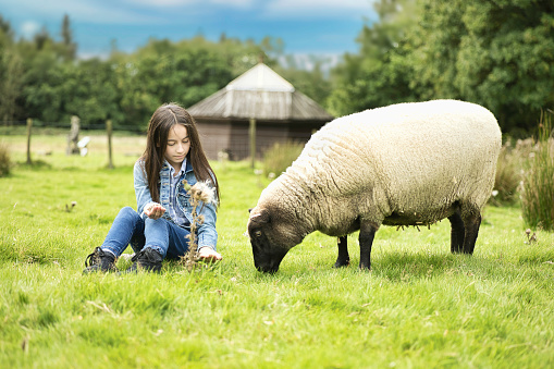 Pre-teen girl feeding her favourite ewe with treats.