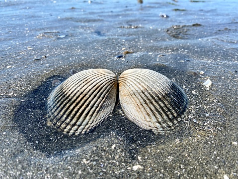 Clam shell on the sand. Camano Island, WA.
