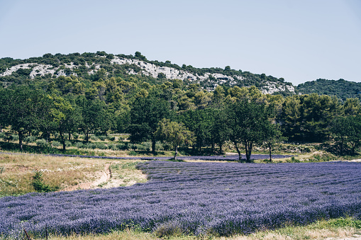 Lavender field in July with a beautiful Mas in the background