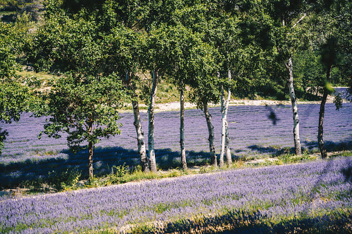 On the paths of great hikes in France and Europe. A look at the diversity of the towns and villages crossed; landscapes of plains and mountains; monuments and architecture; culture and agriculture.