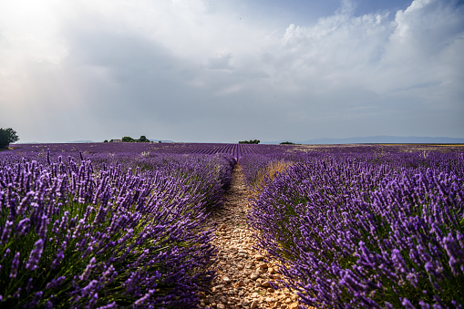 Endless lavender field, Provence, France