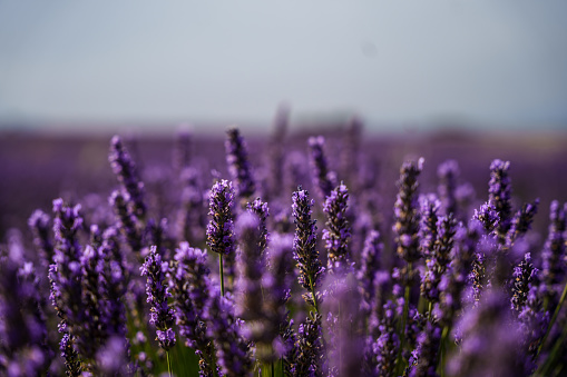 Cotswold lavender fields in the middle of summer English